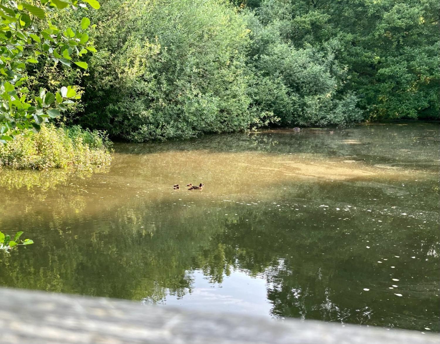 In Der Wassermuehle Melle Zewnętrze zdjęcie